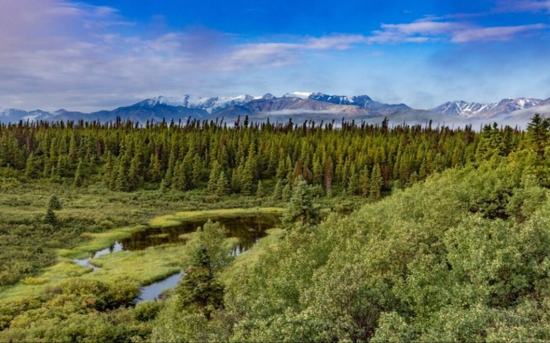 10 Largest Forests In The World (& Why You Should Visit Them)